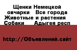 Щенки Немецкой овчарки - Все города Животные и растения » Собаки   . Адыгея респ.